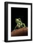 Phyllomedusa Sauvagii (Waxy Monkey Leaf Frog)-Paul Starosta-Framed Photographic Print