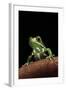 Phyllomedusa Sauvagii (Waxy Monkey Leaf Frog)-Paul Starosta-Framed Photographic Print