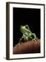 Phyllomedusa Sauvagii (Waxy Monkey Leaf Frog)-Paul Starosta-Framed Photographic Print