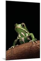 Phyllomedusa Sauvagii (Waxy Monkey Leaf Frog)-Paul Starosta-Mounted Photographic Print