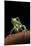 Phyllomedusa Sauvagii (Waxy Monkey Leaf Frog)-Paul Starosta-Mounted Photographic Print
