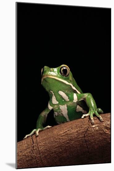 Phyllomedusa Sauvagii (Waxy Monkey Leaf Frog)-Paul Starosta-Mounted Photographic Print