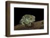 Phyllomedusa Sauvagii (Waxy Monkey Leaf Frog)-Paul Starosta-Framed Photographic Print