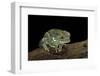 Phyllomedusa Sauvagii (Waxy Monkey Leaf Frog)-Paul Starosta-Framed Photographic Print