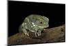 Phyllomedusa Sauvagii (Waxy Monkey Leaf Frog)-Paul Starosta-Mounted Photographic Print