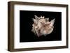 Phyllonotus Brassica-Paul Starosta-Framed Photographic Print