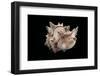 Phyllonotus Brassica-Paul Starosta-Framed Photographic Print