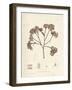 Phyllophora membranifolia-Henry Bradbury-Framed Giclee Print