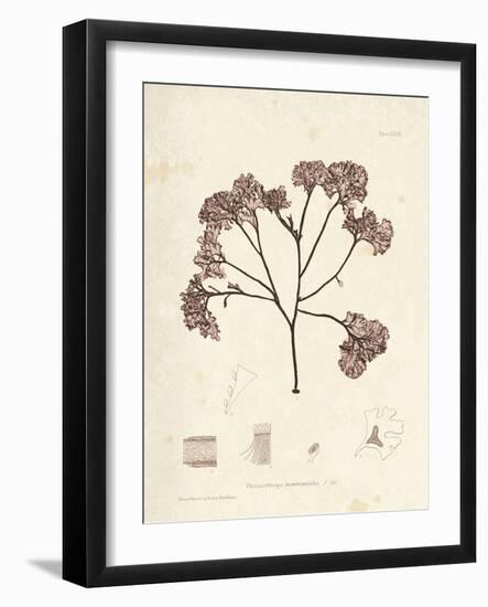 Phyllophora membranifolia-Henry Bradbury-Framed Giclee Print