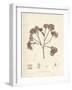 Phyllophora membranifolia-Henry Bradbury-Framed Giclee Print