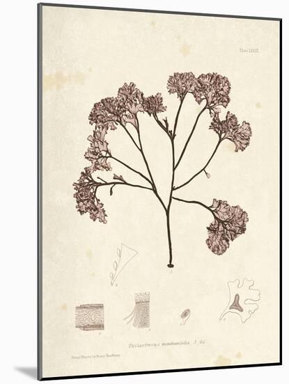 Phyllophora membranifolia-Henry Bradbury-Mounted Giclee Print