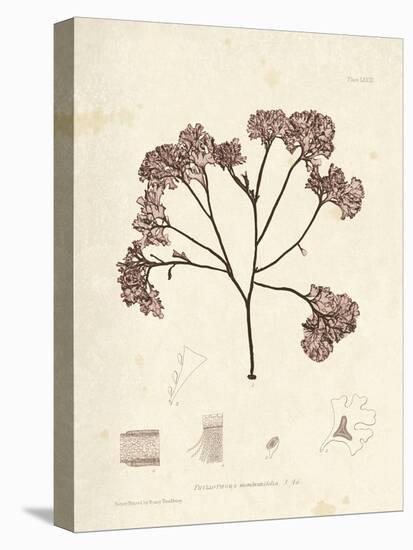 Phyllophora membranifolia-Henry Bradbury-Stretched Canvas