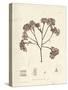 Phyllophora membranifolia-Henry Bradbury-Stretched Canvas