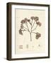Phyllophora membranifolia-Henry Bradbury-Framed Art Print
