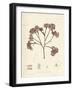 Phyllophora membranifolia-Henry Bradbury-Framed Art Print