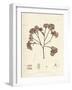 Phyllophora membranifolia-Henry Bradbury-Framed Art Print