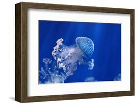 Phyllorhiza Punctata-Antonio S-Framed Photographic Print