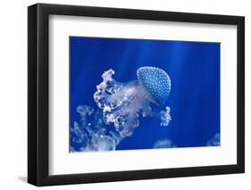 Phyllorhiza Punctata-Antonio S-Framed Photographic Print