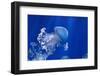 Phyllorhiza Punctata-Antonio S-Framed Photographic Print