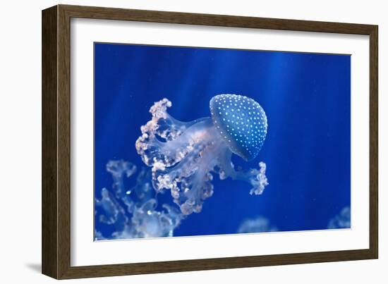 Phyllorhiza Punctata-Antonio S-Framed Photographic Print