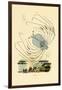 Phyllosome, 1833-39-null-Framed Giclee Print