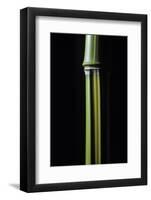 Phyllostachys Arcana 'Luteosulcata' (Bamboo)-Paul Starosta-Framed Photographic Print