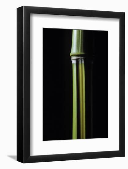 Phyllostachys Arcana 'Luteosulcata' (Bamboo)-Paul Starosta-Framed Photographic Print