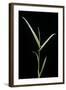 Phyllostachys Aurea 'Albovariegata' (Golden Bamboo, Fish-Pole Bamboo)-Paul Starosta-Framed Photographic Print
