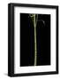 Phyllostachys Aurea 'Holochrysa' (Golden Bamboo, Fish-Pole Bamboo)-Paul Starosta-Framed Photographic Print