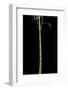 Phyllostachys Aurea 'Holochrysa' (Golden Bamboo, Fish-Pole Bamboo)-Paul Starosta-Framed Photographic Print
