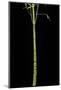Phyllostachys Aurea 'Holochrysa' (Golden Bamboo, Fish-Pole Bamboo)-Paul Starosta-Mounted Photographic Print