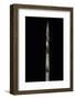 Phyllostachys Aureosulcata 'Aureocaulis' (Yellow Groove Bamboo) - Shoot-Paul Starosta-Framed Photographic Print