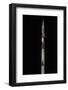 Phyllostachys Aureosulcata 'Aureocaulis' (Yellow Groove Bamboo) - Shoot-Paul Starosta-Framed Photographic Print