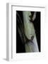 Phyllostachys Aureosulcata 'Spectabilis' (Showy Yellow Groove Bamboo) - Detail of the Sheath-Paul Starosta-Framed Photographic Print