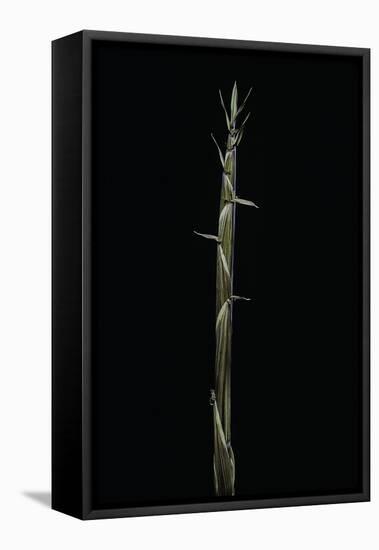 Phyllostachys Aureosulcata (Yellow Groove Bamboo) - Shoot-Paul Starosta-Framed Stretched Canvas