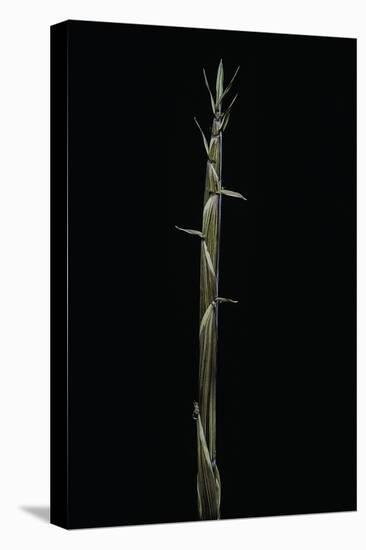 Phyllostachys Aureosulcata (Yellow Groove Bamboo) - Shoot-Paul Starosta-Stretched Canvas