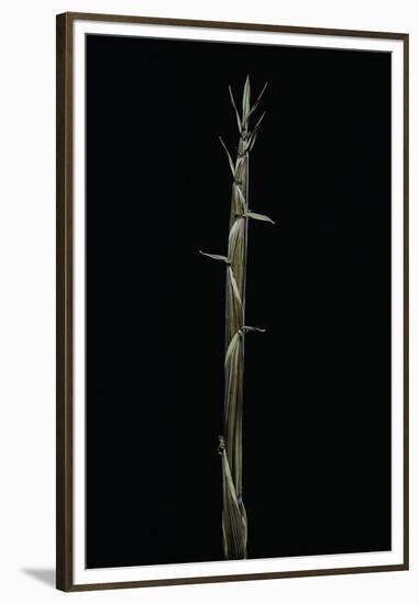 Phyllostachys Aureosulcata (Yellow Groove Bamboo) - Shoot-Paul Starosta-Framed Premium Photographic Print