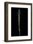 Phyllostachys Aureosulcata (Yellow Groove Bamboo) - Shoot-Paul Starosta-Framed Photographic Print