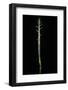 Phyllostachys Aureosulcata (Yellow Groove Bamboo) - Shoot-Paul Starosta-Framed Photographic Print