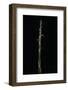 Phyllostachys Aureosulcata (Yellow Groove Bamboo) - Shoot-Paul Starosta-Framed Photographic Print