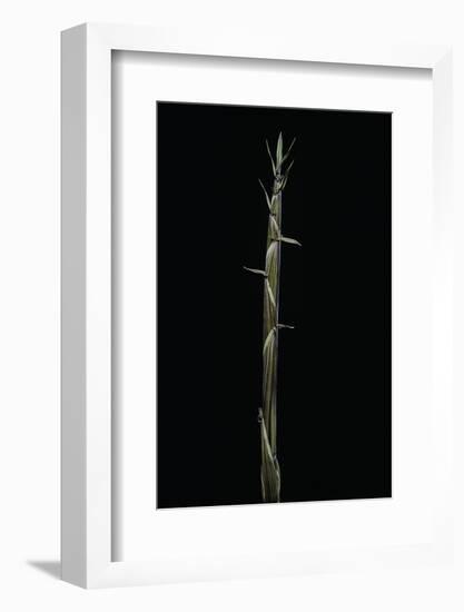 Phyllostachys Aureosulcata (Yellow Groove Bamboo) - Shoot-Paul Starosta-Framed Photographic Print