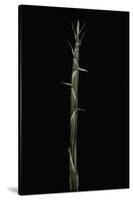 Phyllostachys Aureosulcata (Yellow Groove Bamboo) - Shoot-Paul Starosta-Stretched Canvas