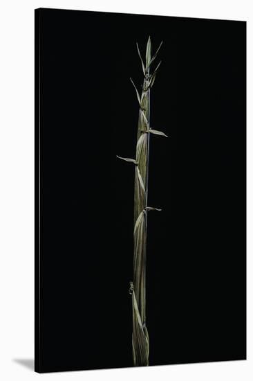 Phyllostachys Aureosulcata (Yellow Groove Bamboo) - Shoot-Paul Starosta-Stretched Canvas