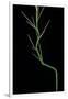 Phyllostachys Aureosulcata (Yellow Groove Bamboo) - Young Culm-Paul Starosta-Framed Photographic Print