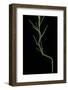 Phyllostachys Aureosulcata (Yellow Groove Bamboo) - Young Culm-Paul Starosta-Framed Photographic Print