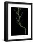 Phyllostachys Aureosulcata (Yellow Groove Bamboo) - Young Culm-Paul Starosta-Framed Photographic Print