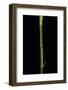 Phyllostachys Bambusoides 'Castillioni-Inversa' (Castillon Bamboo)-Paul Starosta-Framed Photographic Print