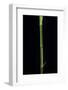 Phyllostachys Bambusoides 'Castillioni-Inversa' (Castillon Bamboo)-Paul Starosta-Framed Photographic Print