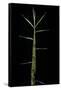 Phyllostachys Bambusoides 'Castillonii' (Castillon Bamboo) - Shoot-Paul Starosta-Framed Stretched Canvas