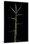 Phyllostachys Bambusoides 'Castillonii' (Castillon Bamboo) - Shoot-Paul Starosta-Stretched Canvas